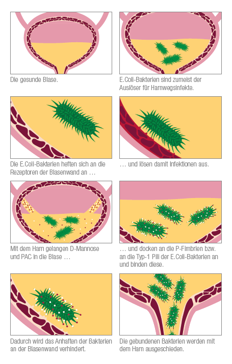 DMANNOSE PAC DARSTELLUNG